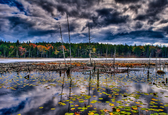 Duck Pond