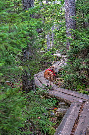 CTD on Jordan Pond Trail